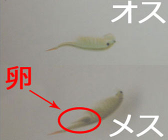 ホウネンエビのオスとメスの違い